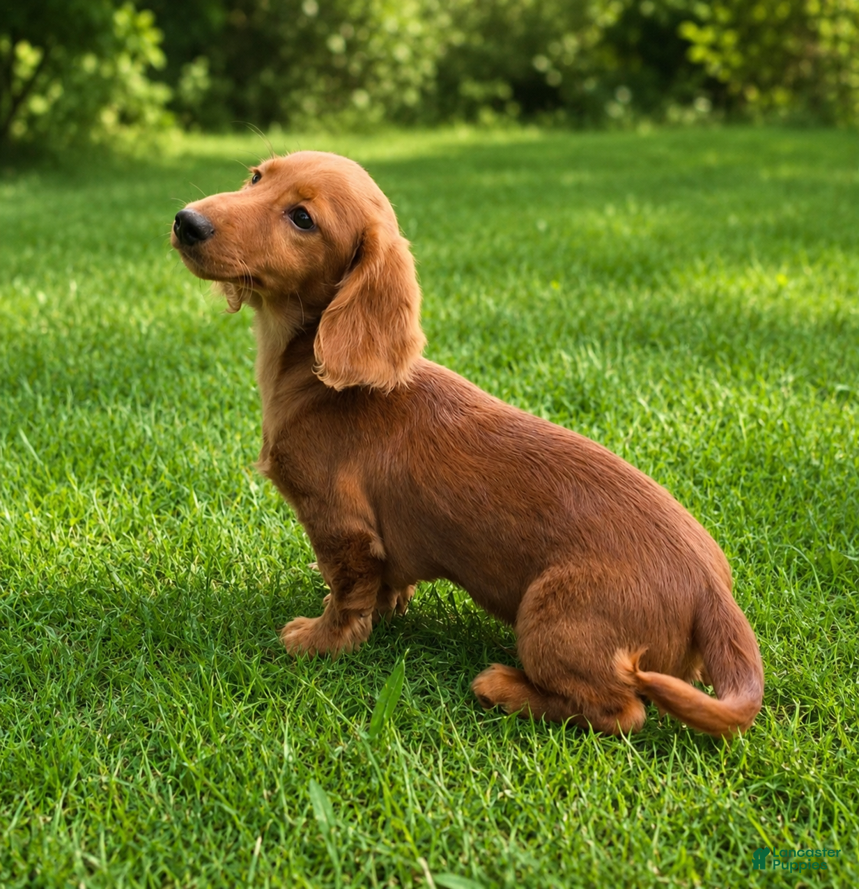 Miniature Dachshund dogs Benny  - Ad 2