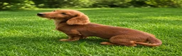 Miniature Dachshund dogs for sale: Benny  - Ad 2