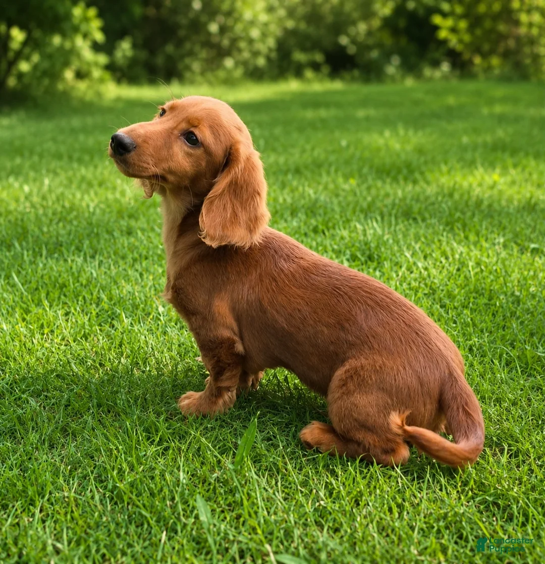 Miniature Dachshund dogs for sale: Benny  - Ad 2