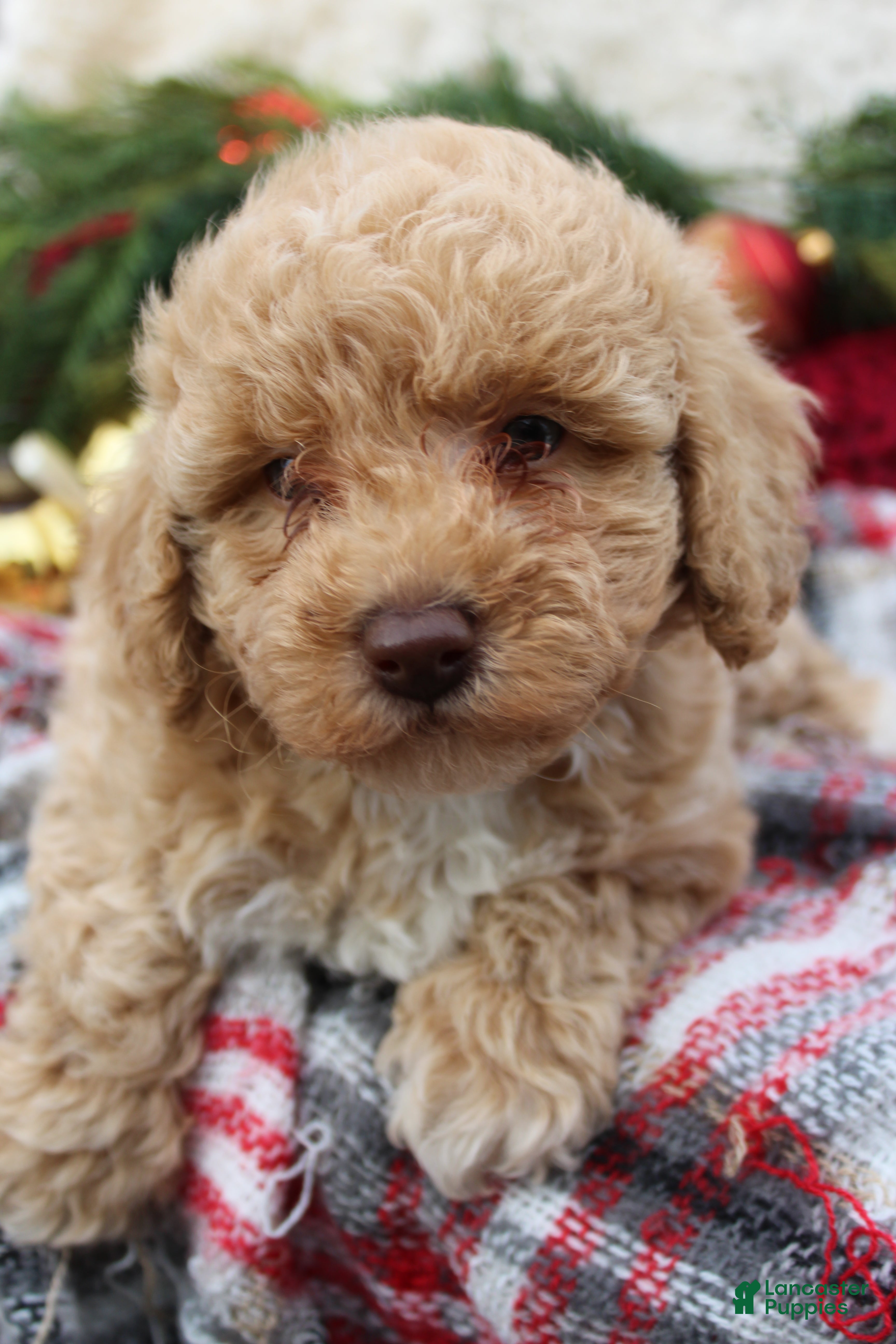 Bichpoo dogs Bichpoo Puppy 4 - Ad 15