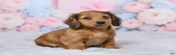 Miniature Dachshund dogs for sale: Sally - Ad 3