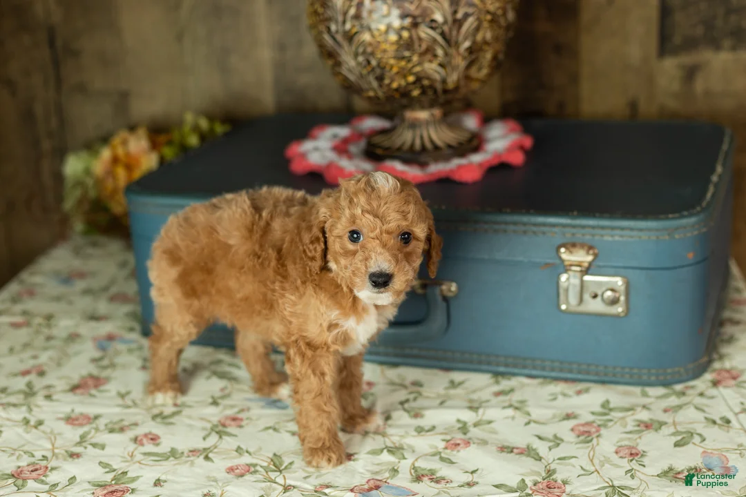 Mixed Breed dogs for sale: Toby  - Ad 3