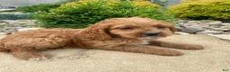Cockapoo dogs for sale: Cash - Ad 5
