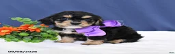 Cavapoo dogs for sale: Dodger - Ad 3