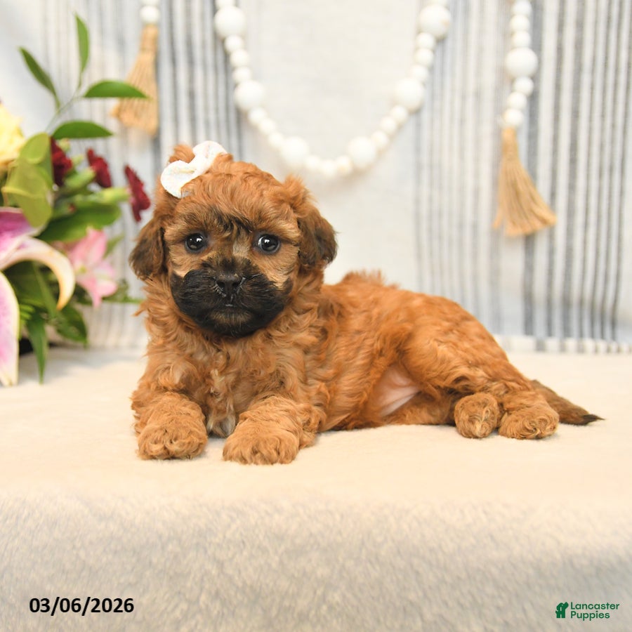 Shihpoo dogs Lulu - Ad 2