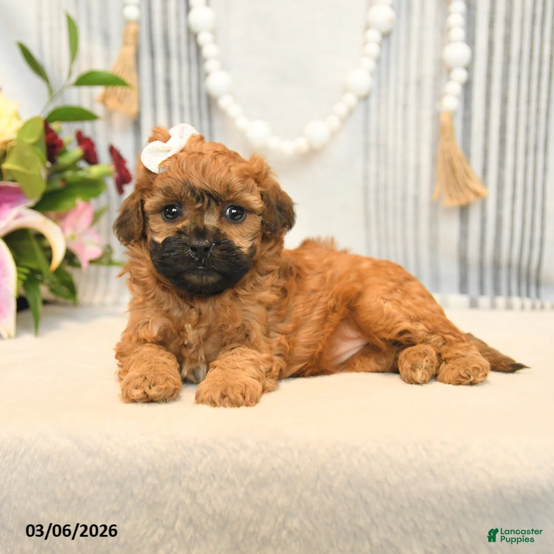 Shihpoo dogs for sale: Lulu - Ad 2