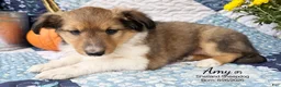 Shetland Sheepdog dogs for sale: Amy - Ad 2