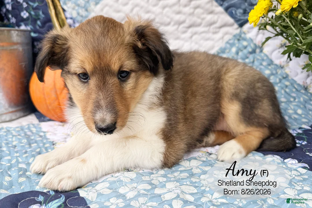 Shetland Sheepdog dogs for sale: Amy - Ad 2
