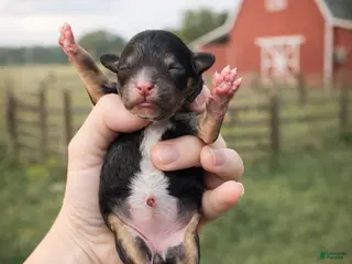 Cavapoo dogs Blossom - Ad 18