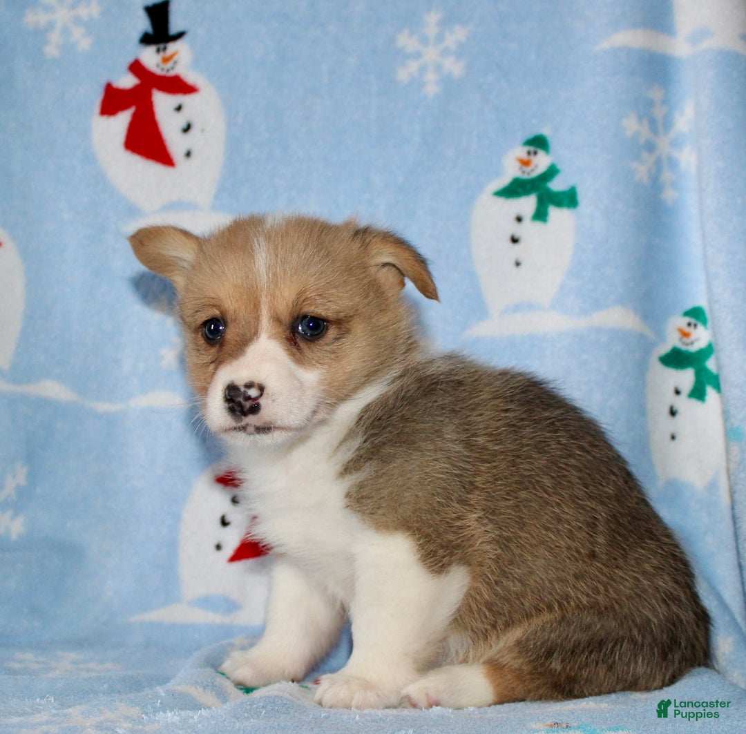 Welsh Corgi Pembroke dogs for sale: Mack - Ad 6