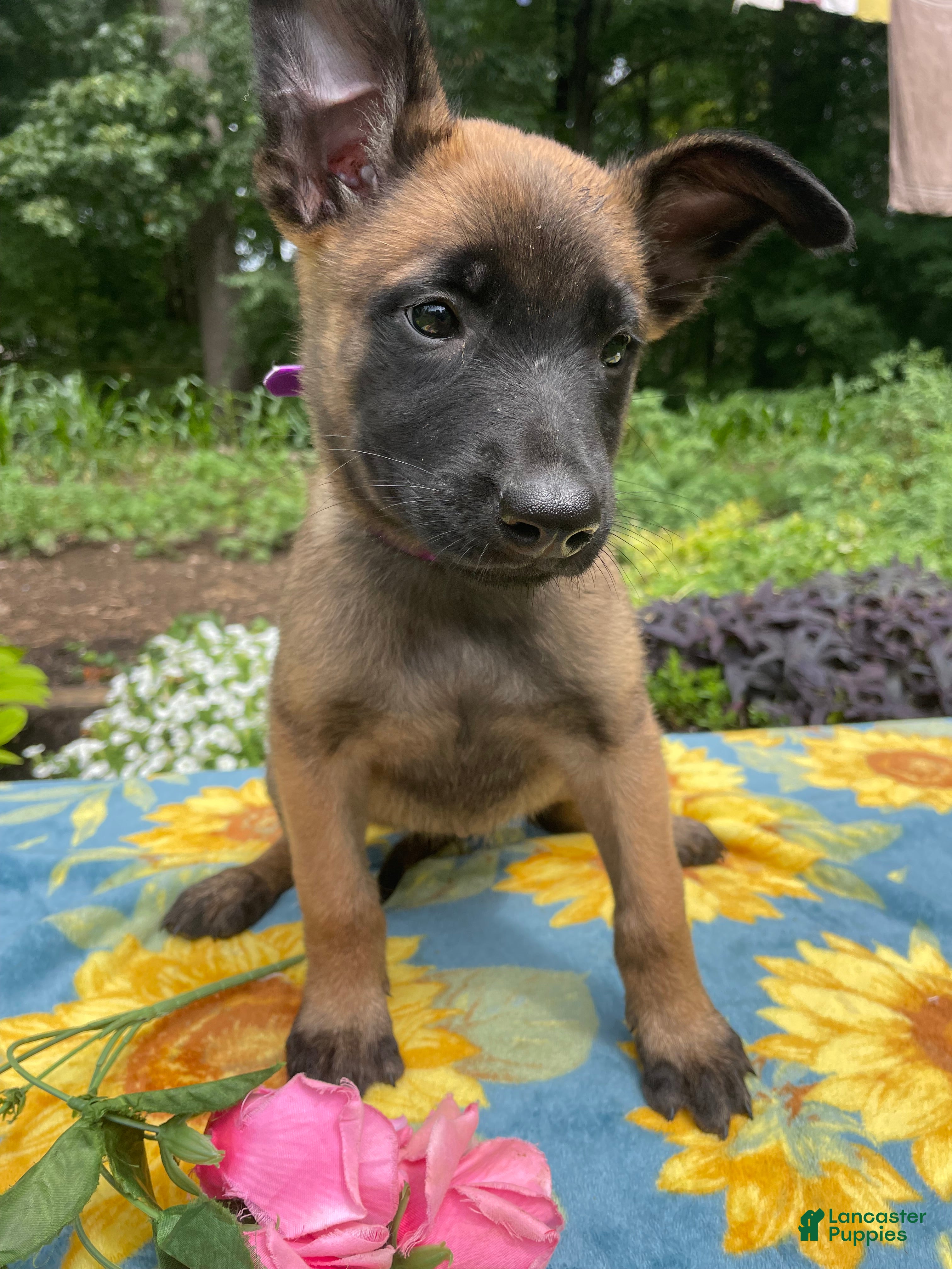 Belgian Malinois dogs Lottie - Ad 2