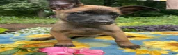Belgian Malinois dogs for sale: Lottie - Ad 2