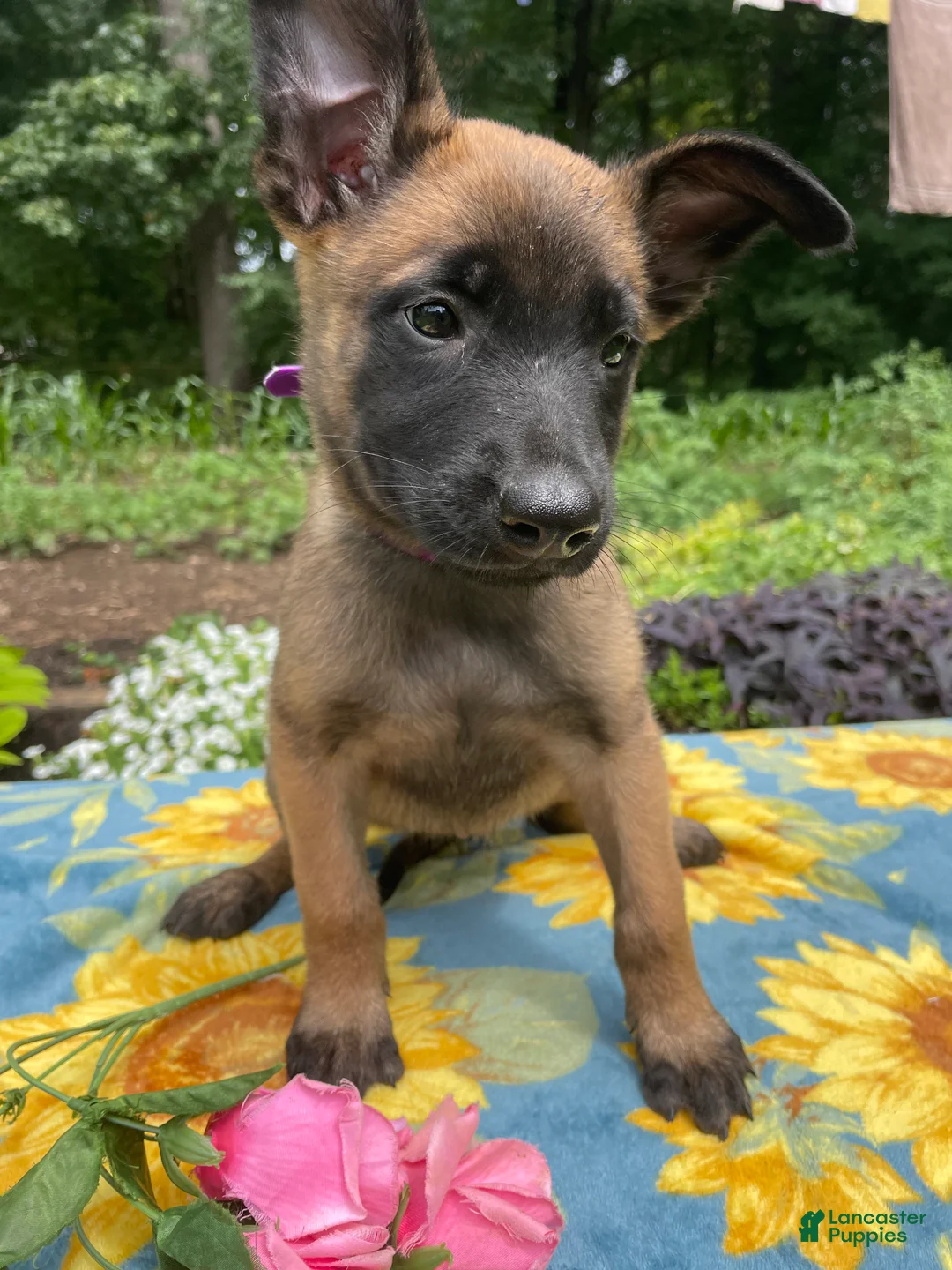 Belgian Malinois dogs for sale: Lottie - Ad 2