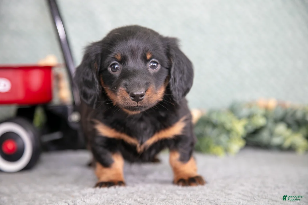 Miniature Dachshund dogs for sale: Belinda - Ad 3