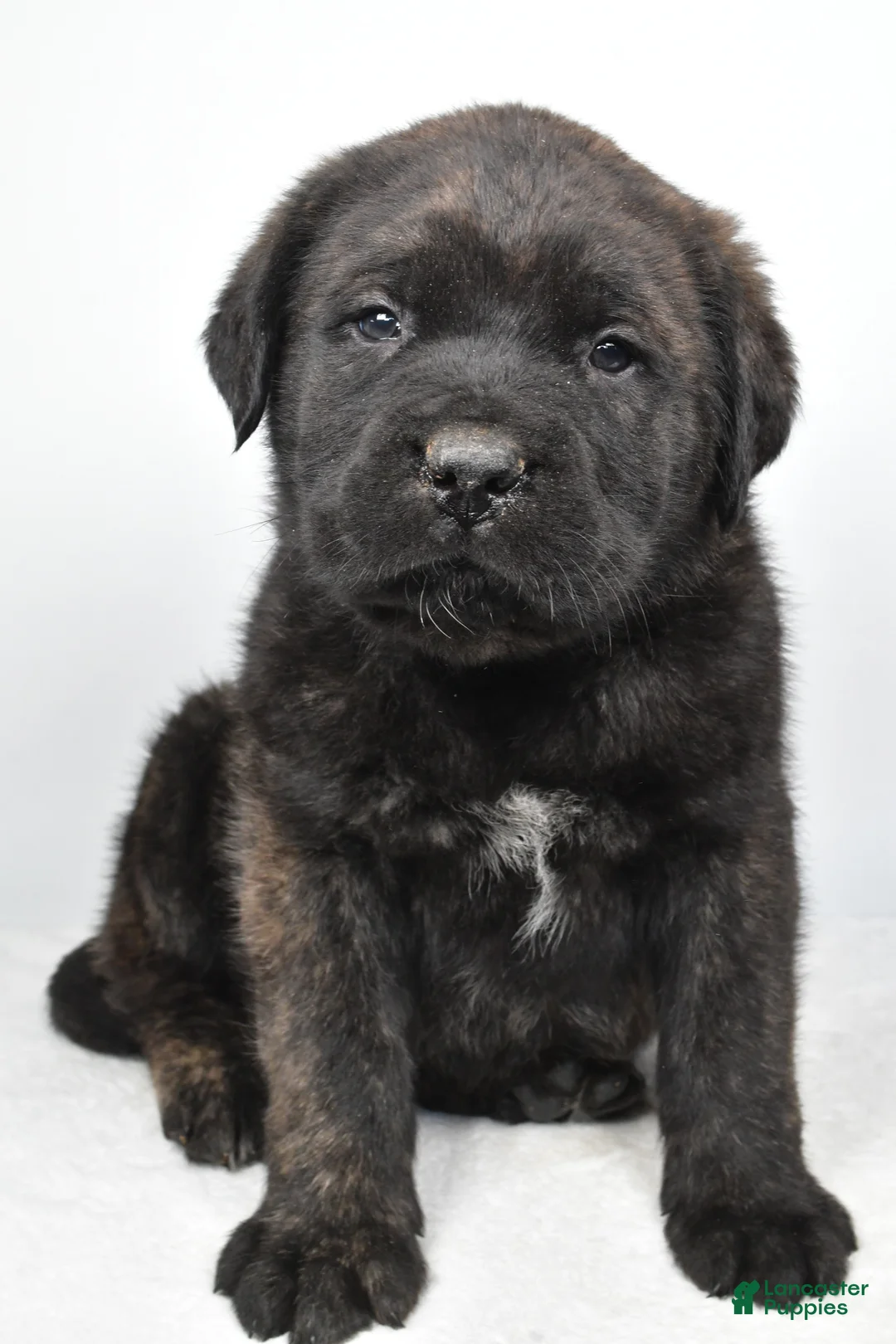 English Mastiff dogs for sale: Boxer - Ad 4