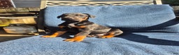 Doberman Pinscher dogs for sale: Pluto - Ad 2