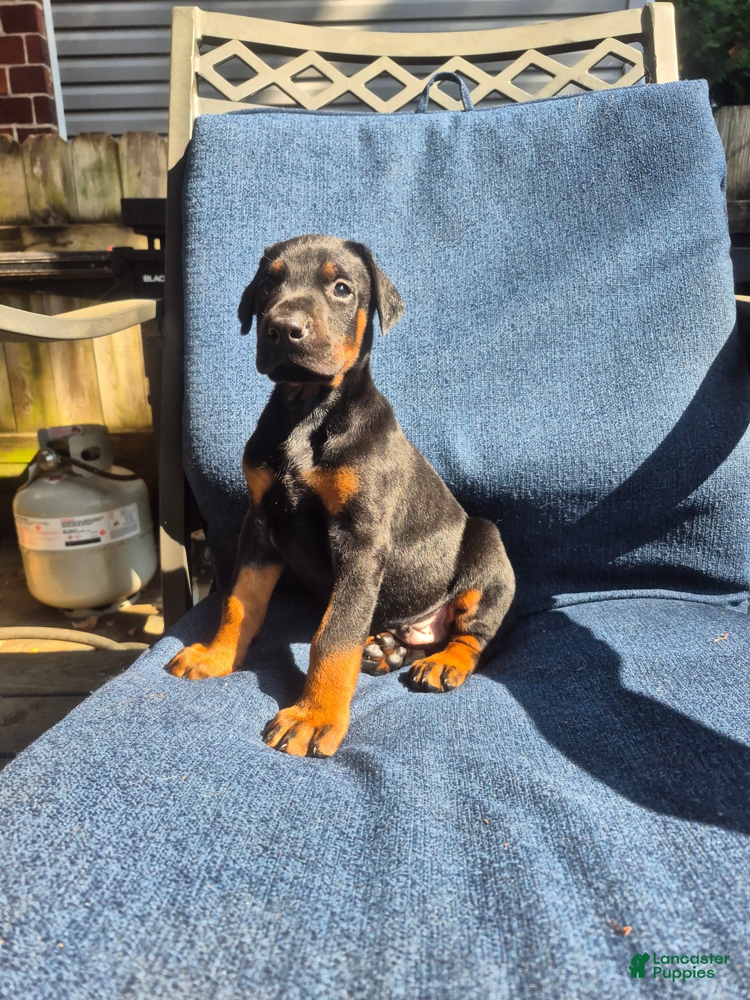 Doberman Pinscher dogs for sale: Pluto - Ad 2