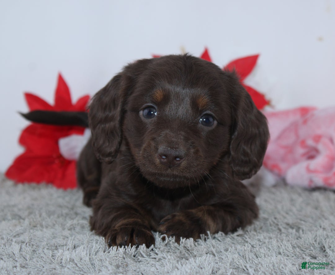 Miniature Dachshund dogs for sale: Joy - Ad 4