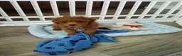 Toy Poodle dogs for sale: Toby - Ad 8