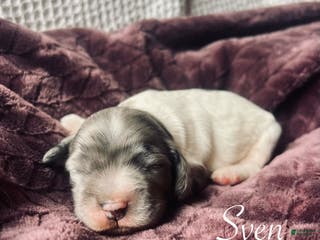 Cocker Spaniel dogs Sven - Ad 33