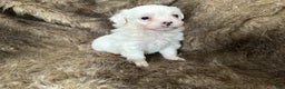 Mixed Breed dogs for sale: Snow White - Ad 6