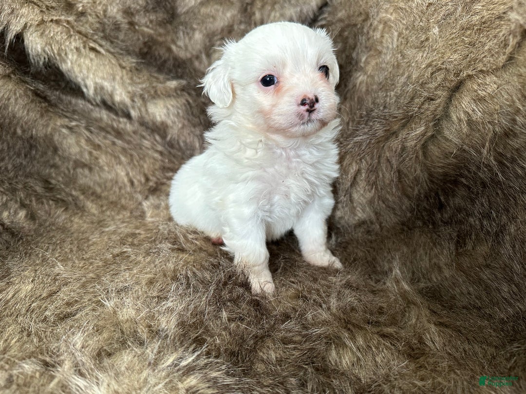Mixed Breed dogs for sale: Snow White - Ad 6
