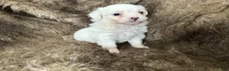 Mixed Breed dogs for sale: Snow White - Ad 18
