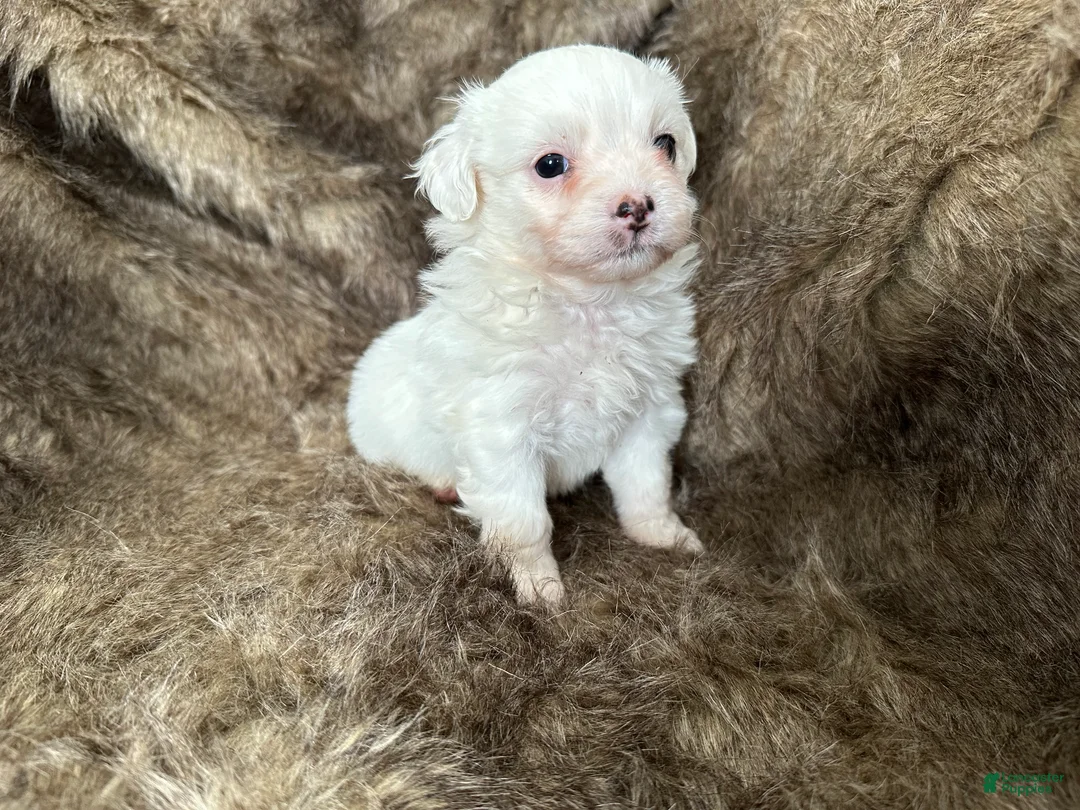 Mixed Breed dogs for sale: Snow White - Ad 18