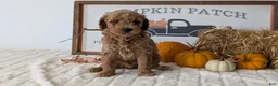 Mini Goldendoodle dogs for sale: Jax  - Ad 8