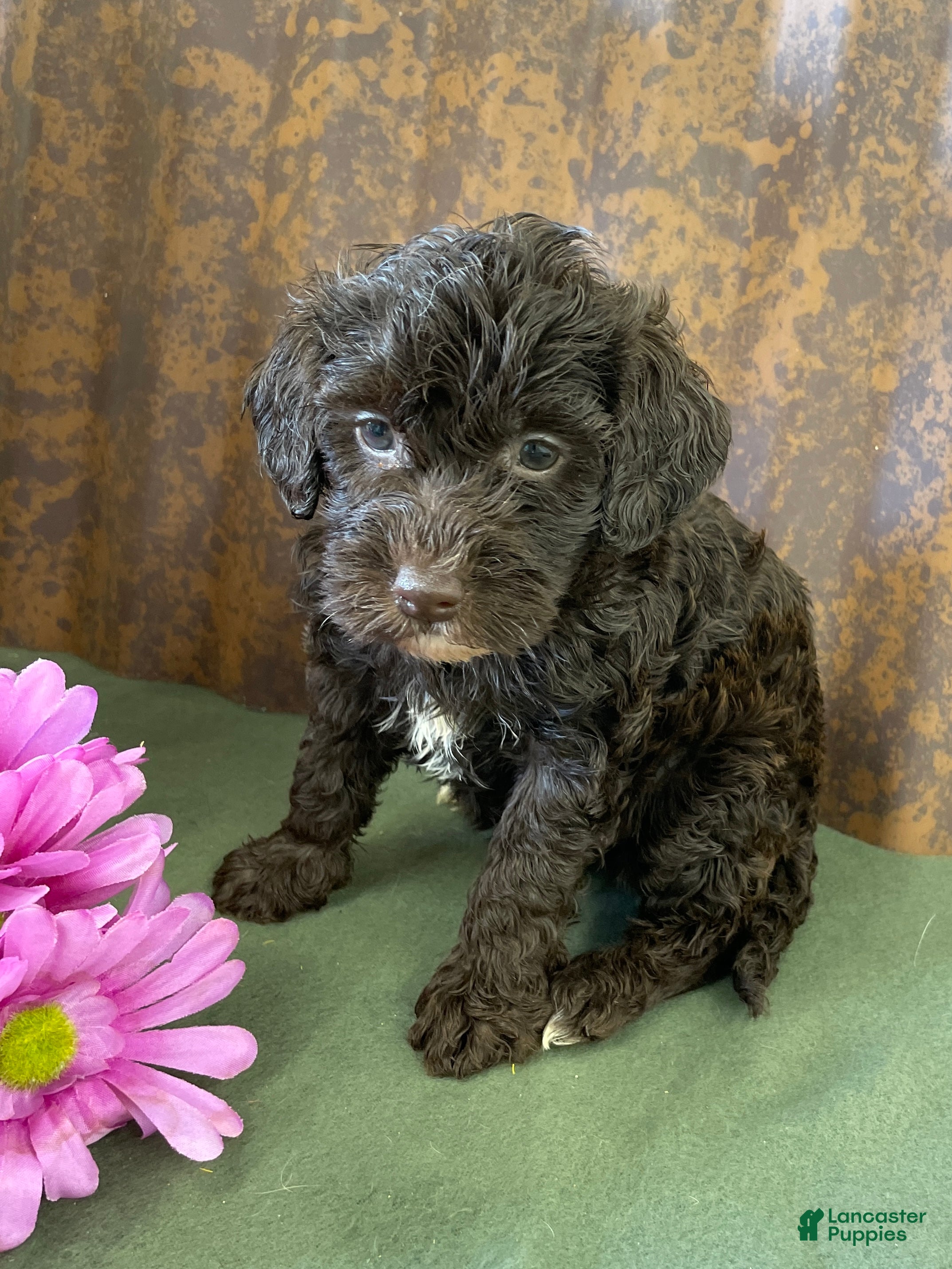 Labradoodle dogs Lonnie - Ad 14
