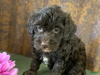 Labradoodle dogs Lonnie - Ad 14