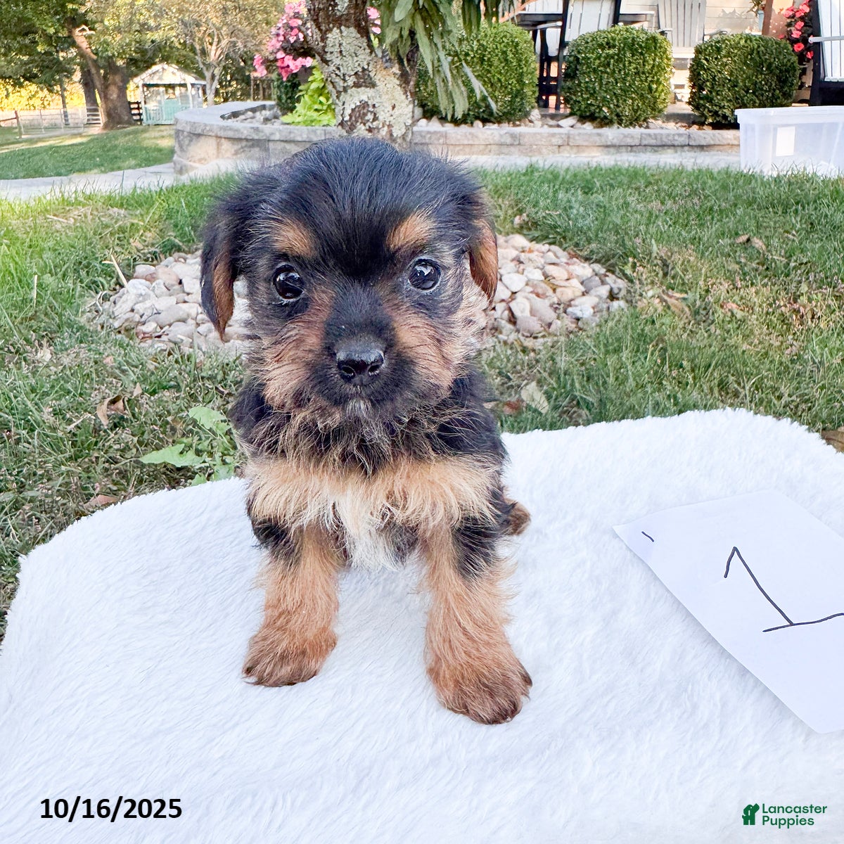 Yorkshire Terrier dogs Daisy - Ad 16