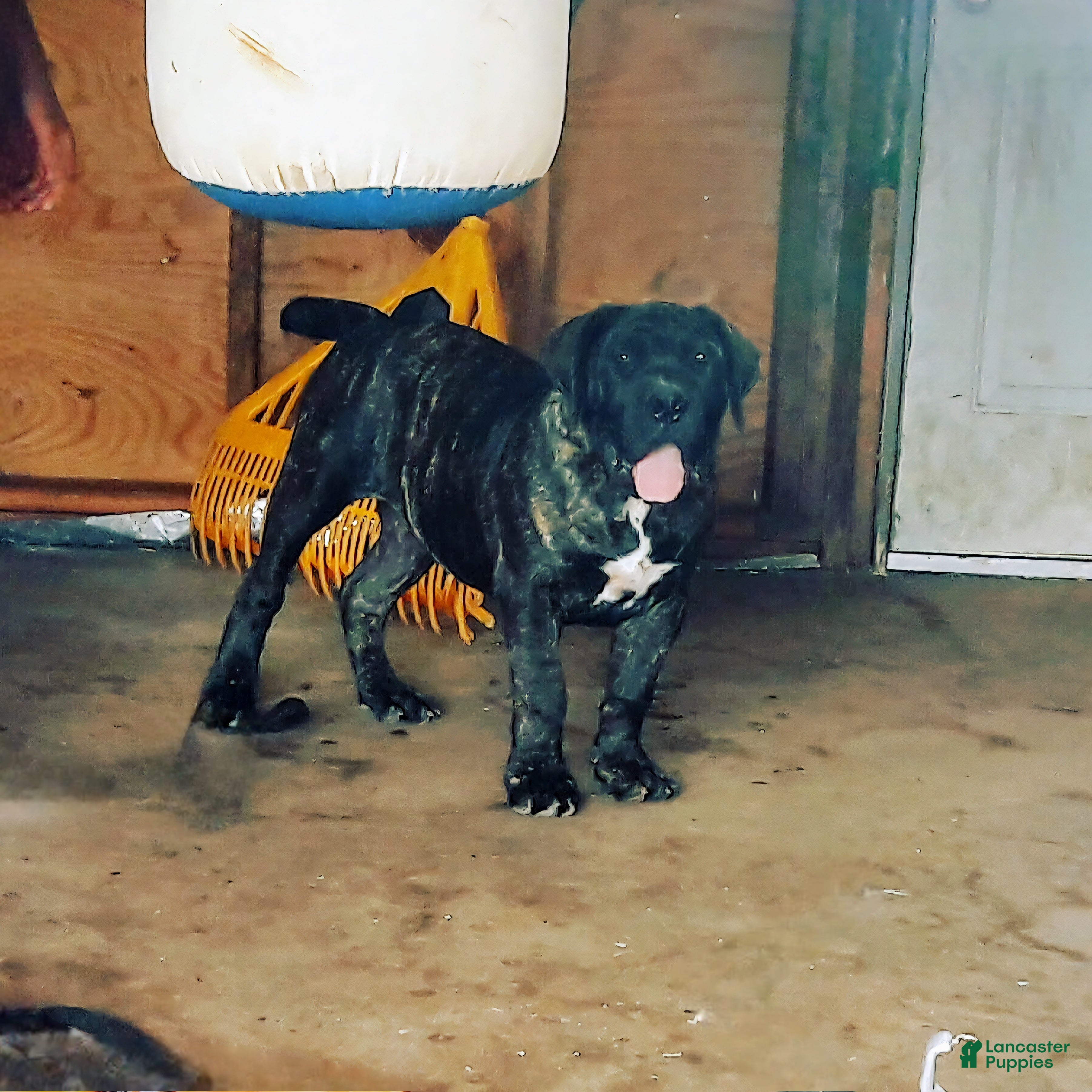 South African Boerboels dogs South African Boerboels Puppy 1 - Ad 2