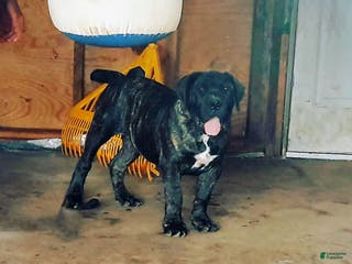South African Boerboels dogs South African Boerboels Puppy 1 - Ad 2