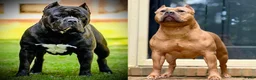 American Bully dogs for sale: American Bully Puppy 7 - Ad 15