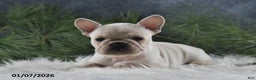 French Bulldog dogs for sale: Alonzo - Ad 1