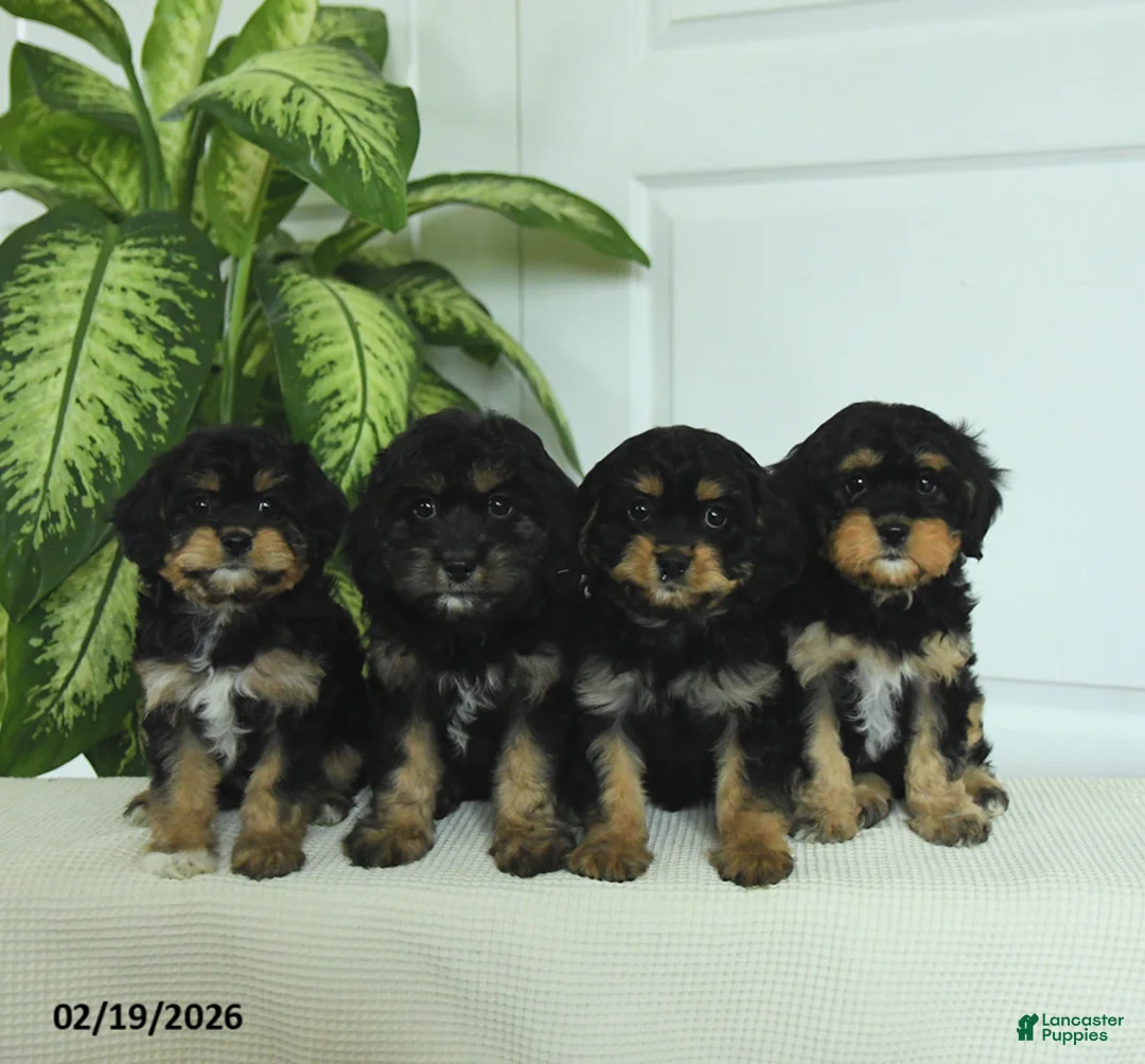 Cavapoo dogs for sale: Romeo - Ad 5