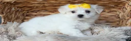 Maltese dogs for sale: PEBBLES - Ad 13