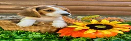 Beagle dogs for sale: Bailey - Ad 10
