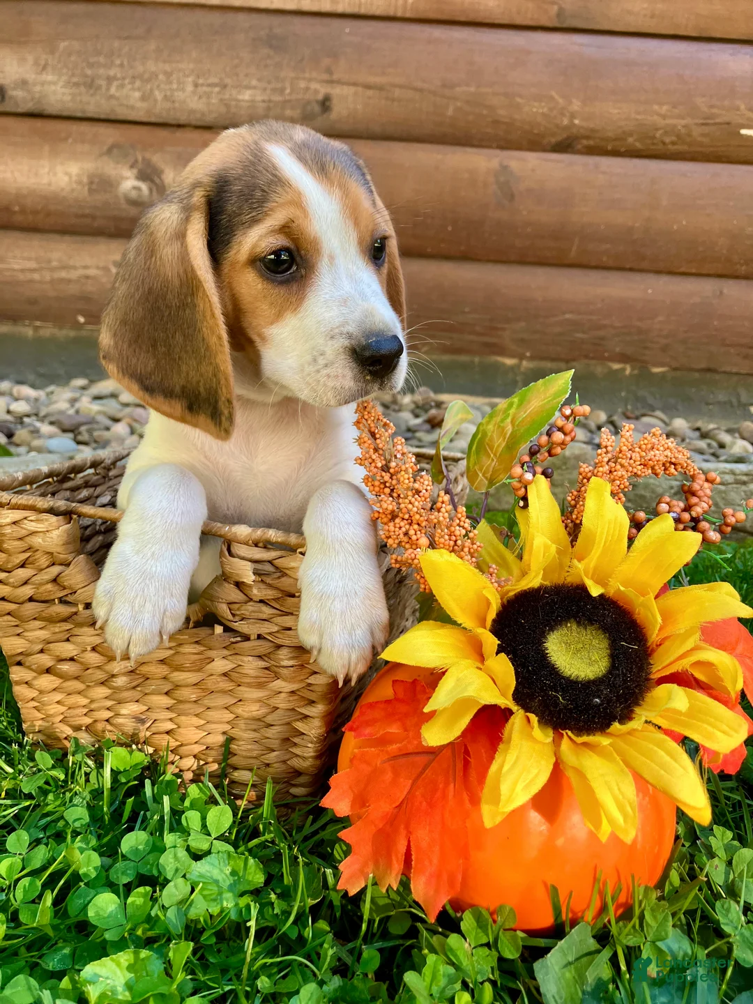 Beagle dogs for sale: Bailey - Ad 10