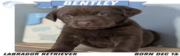 Labrador Retriever dogs for sale: Bentley  - Ad 1