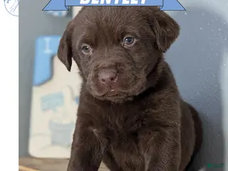 Labrador Retriever dogs Bentley - Ad 17