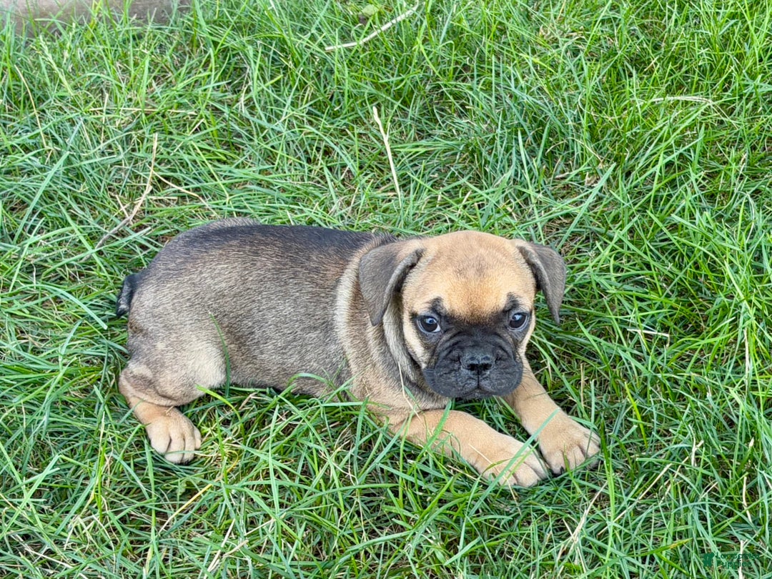 French Bulldog dogs for sale: Candice - Ad 5