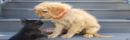 Mini Goldendoodle dogs for sale: Rover (medium) - Ad 7