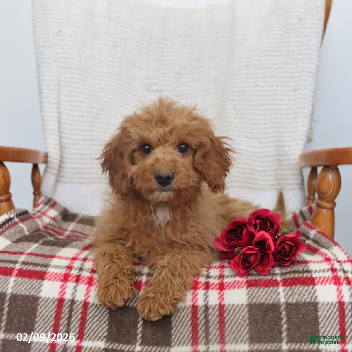 Cavapoo dogs Kyler - Ad 2