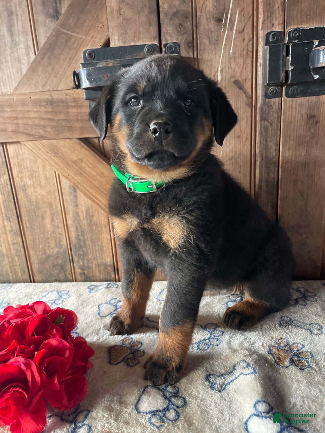 Rottweiler dogs for sale: Zelda - Ad 1