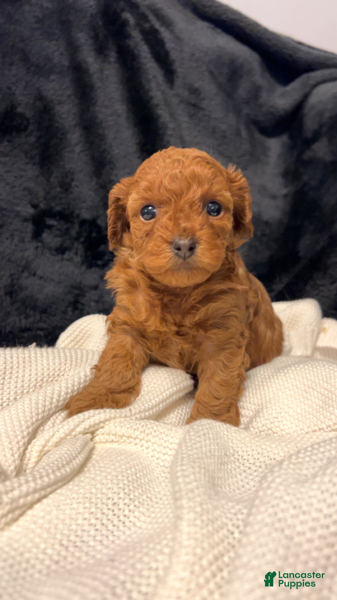 Toy Poodle dogs for sale: Dorthy - Ad 16