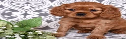 Cavalier King Charles Spaniel dogs for sale: Rusty - Ad 4