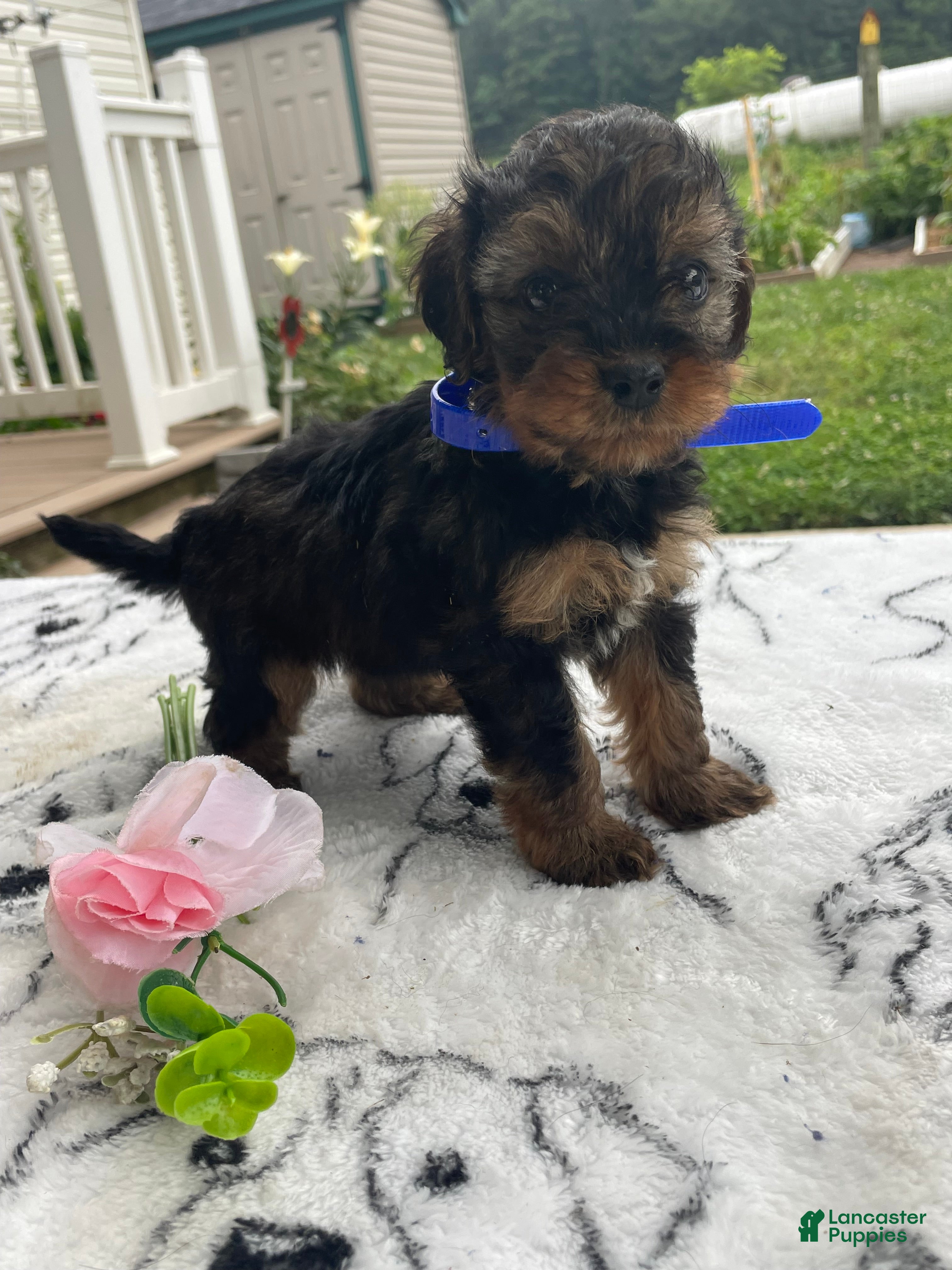 Yorkiepoo dogs Digger - Ad 5