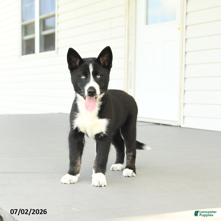 Gerberian Shepsky dogs Frosty - Ad 2